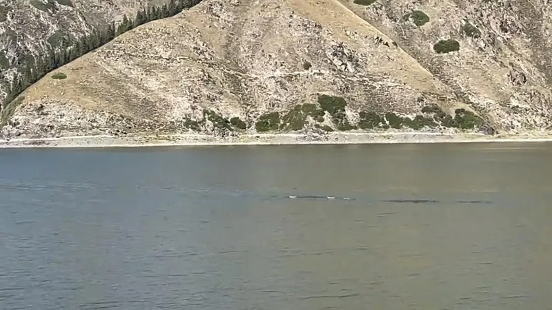 В озере увидели серебристое гигантское существо