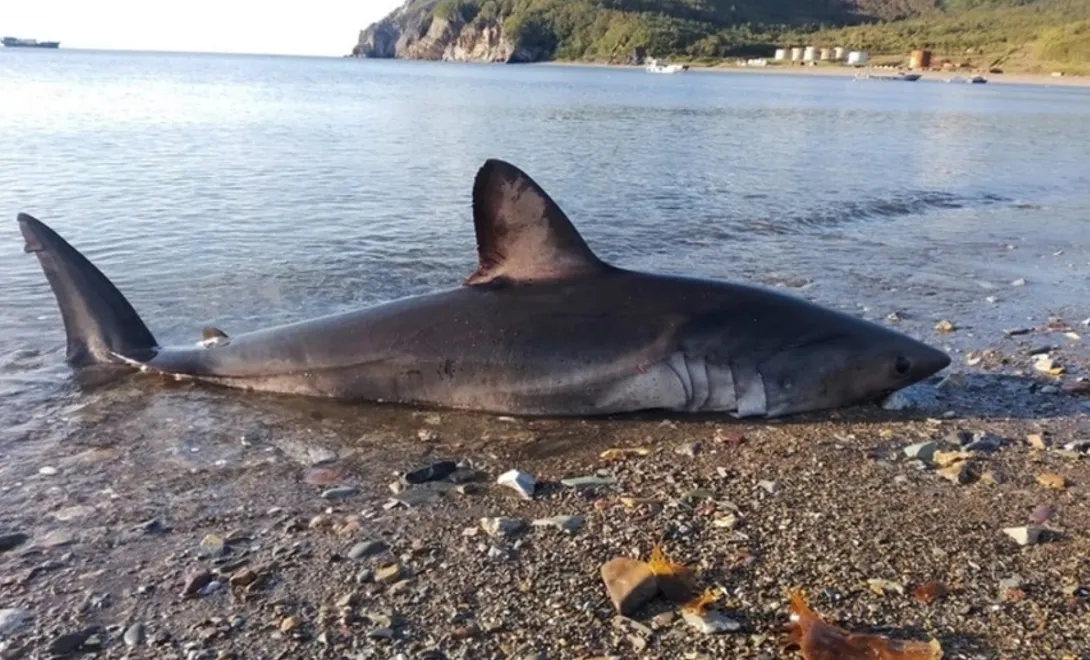 Очевидцы спасли огромную акулу, которую выбросило на берег бухты