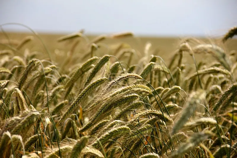 Болгарские фермеры стали «террористами» из-за украинского зерна