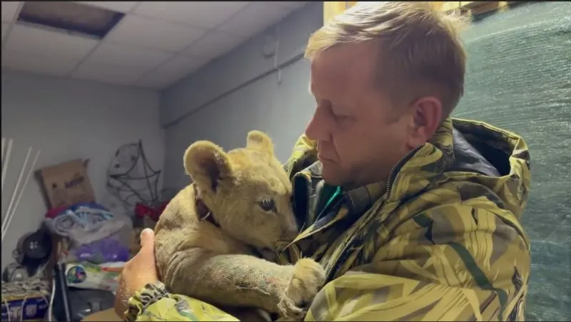 Конфискованный в Запорожской области львёнок нашёл новый дом в Крыму