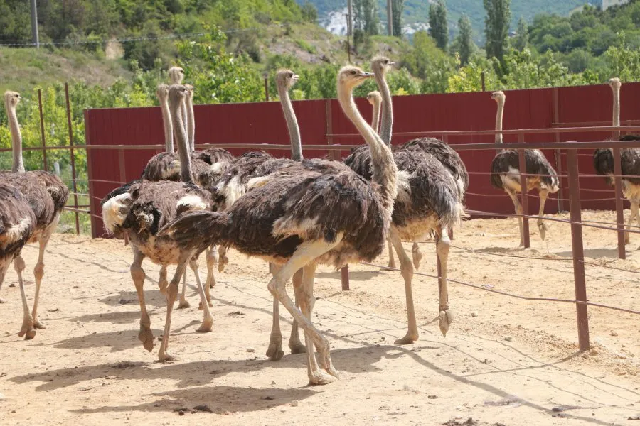 Владельца страусиной фермы в Севастополе обязали вернуть деньги государству