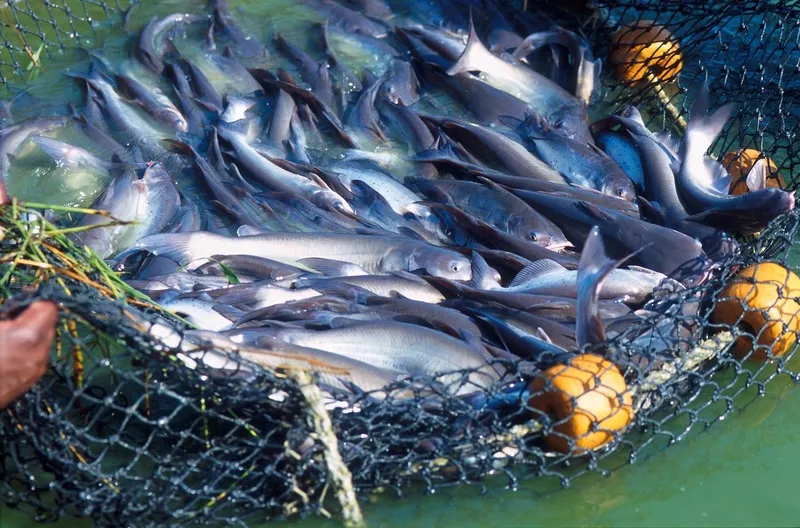 В Японии оценили запрет России на импорт рыбы