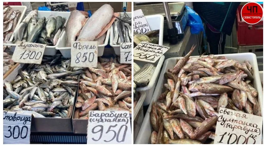 Как в Севастополе черноморская рыбка превращается в «золотую» 