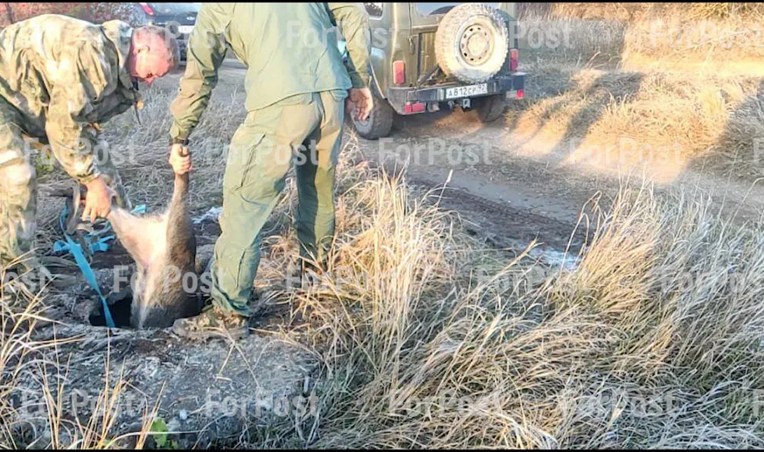 Как в Севастополе спасали провалившегося в люк дикого кабана