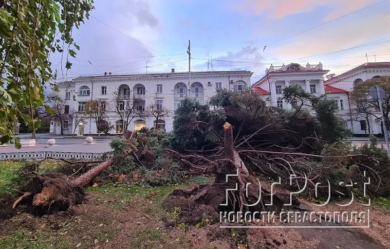 Какие деревья и почему стали жертвами урагана в Севастополе