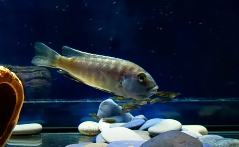 Севастопольский аквариум получил 150 тропических рыб для восстановления коллекции