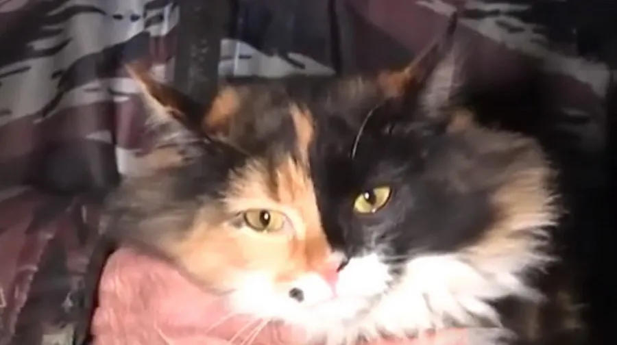 Кошка Страшила спасла жителей целого подъезда от смерти во сне