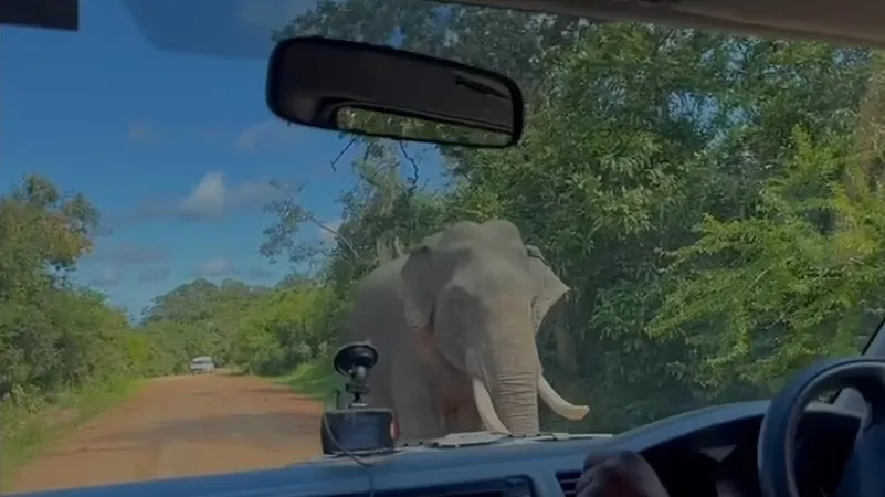 Нападение слонихи на семью в автомобиле попало на видео