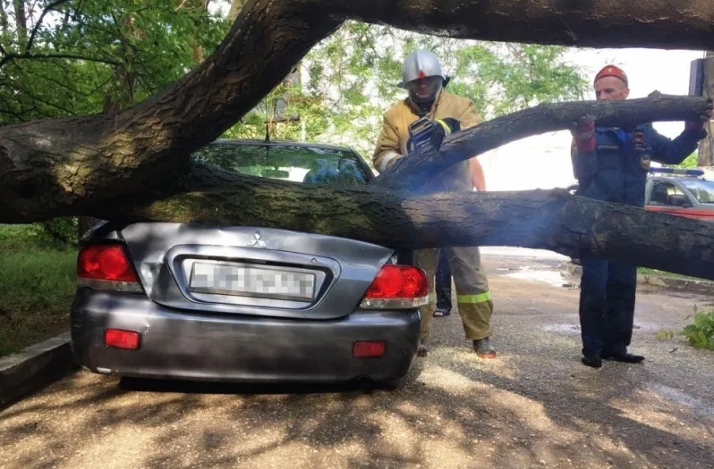 Севастопольским УК не откреститься от платы за упавшие на машины деревья 