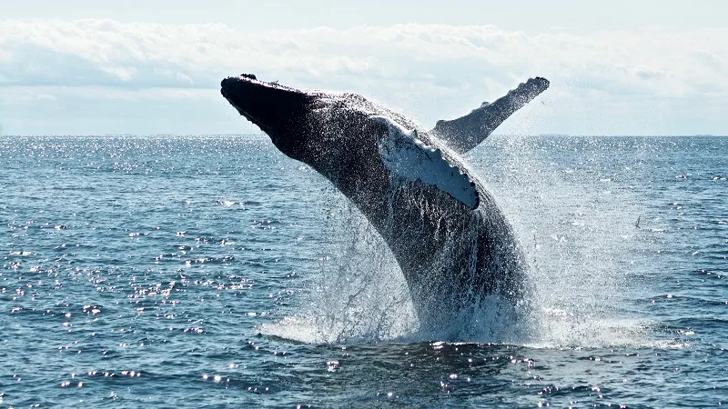Учёные на китах отрабатывают способ общения с инопланетянами