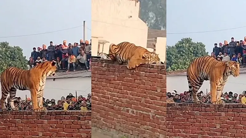 Дикая тигрица пришла в деревню и удивила её жителей