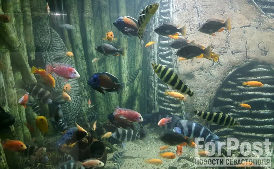 Севастопольскому аквариуму отказали в аренде помещений ИнБЮМа без торгов