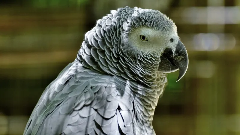 Зоопарк пытается опасным способом переучить попугаев-матерщинников