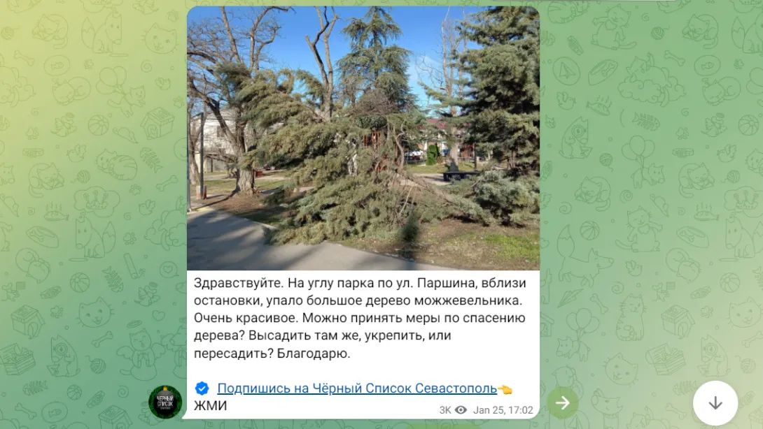 В Севастополе деревья падают и без урагана
