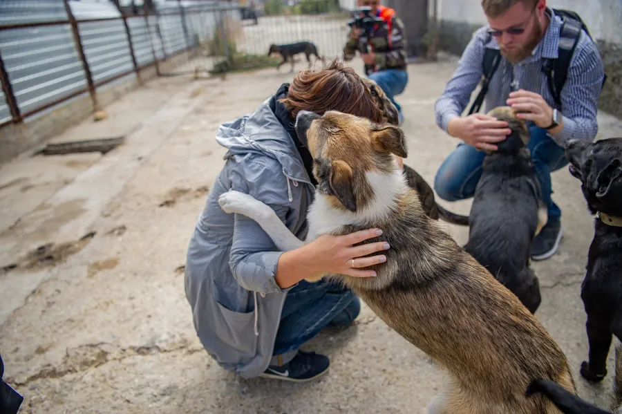 Севастопольские волонтеры расстроились из-за отсутствия приюта для животных в Генплане