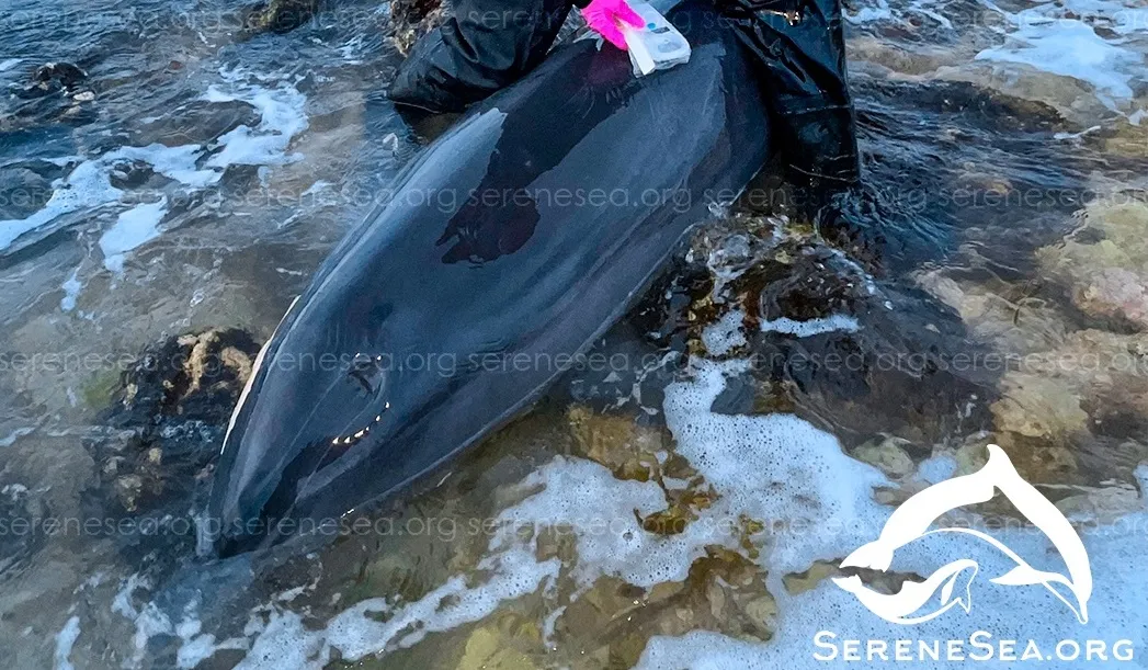 У берегов Севастополя продолжают гибнуть дельфины 