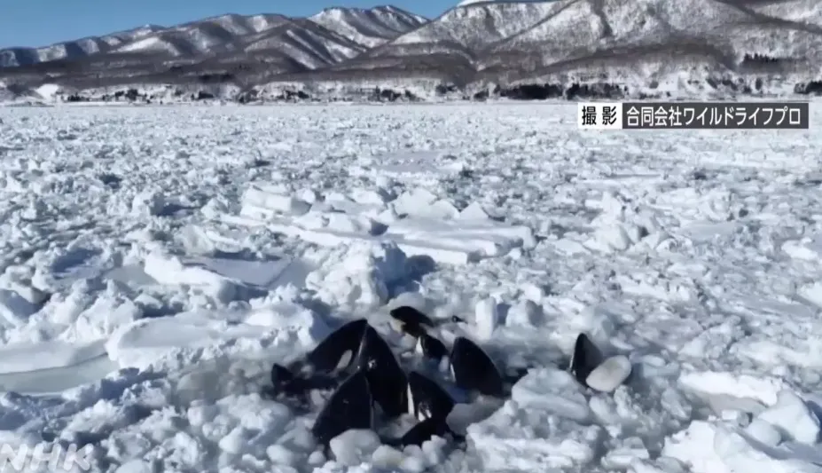 Россия предложила Японии помощь в спасении застрявших во льдах косаток