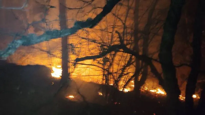 Почему мог загореться крымский лес над Ялтой после обильных дождей