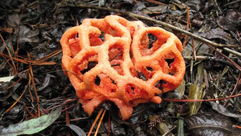 Почему крымчанам не стоит бояться «сочинских ядовитых» грибов