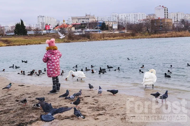 Жители Севастополя переживают за зимующих в Омеге лебедей 