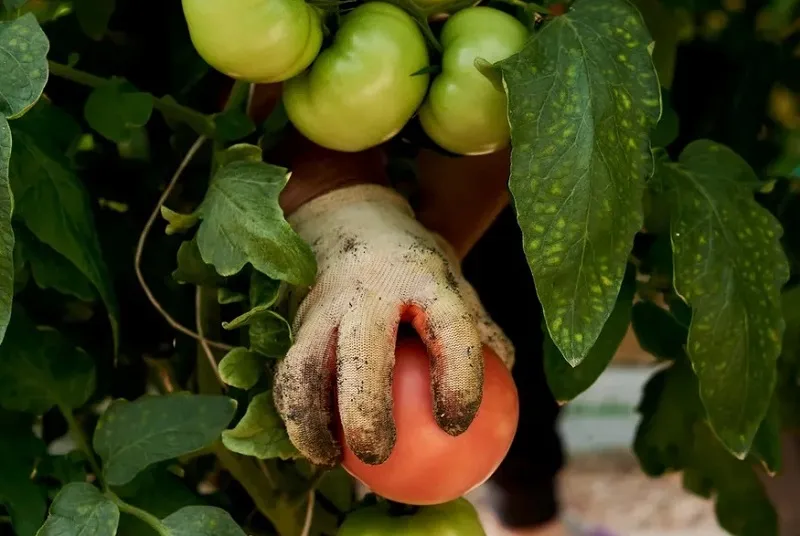 В Севастополе фермер влип с грантом по самые помидоры 