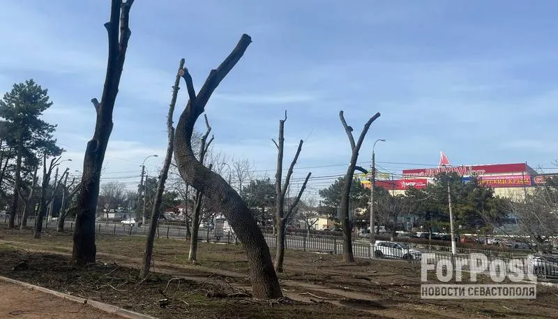 Обрезка деревьев в крымском парке заинтересовала прокуратуру