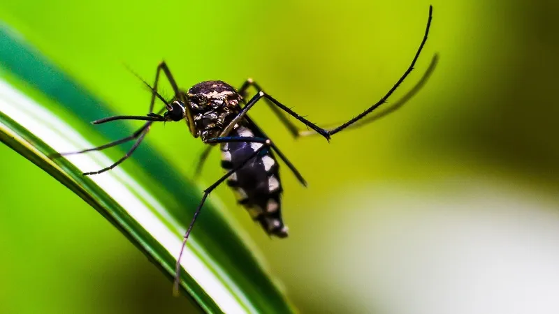 В мире происходит крупнейшая вспышка лихорадки денге