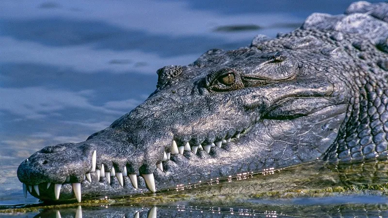 Женщина избила крокодила, который почти проглотил её мужа