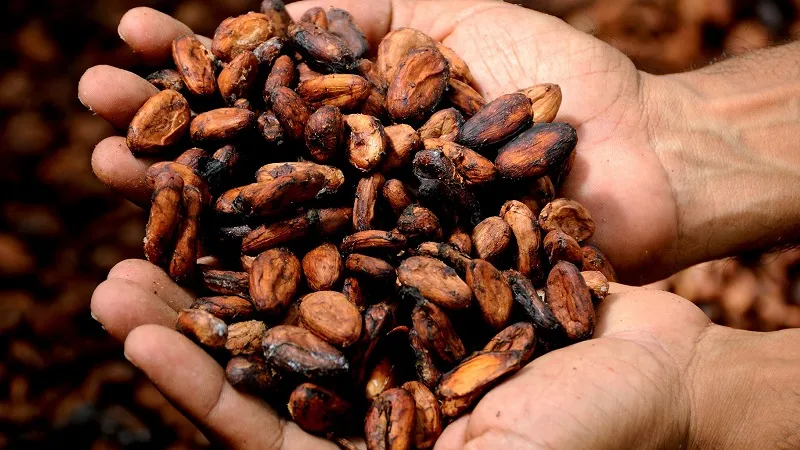 Шоколад может подорожать: крупнейшие какао-заводы остановили работу 