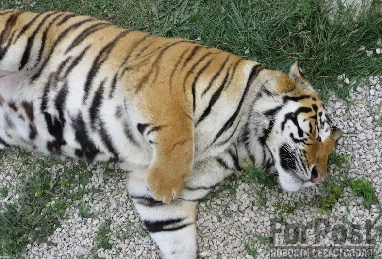 Севастопольцев хотят осчастливить цирком и парком тигров 