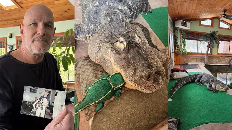 У мужчины отняли 3,5-метрового аллигатора, которого он считает большим ребёнком
