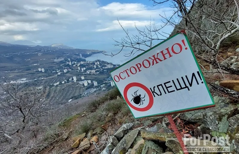 В Крыму с начала года больше 500 человек привили против клещевого энцефалита