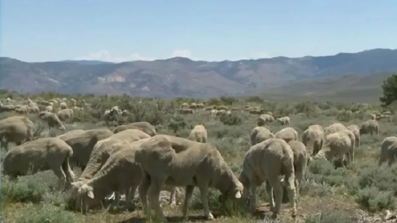 Овцы в Неваде