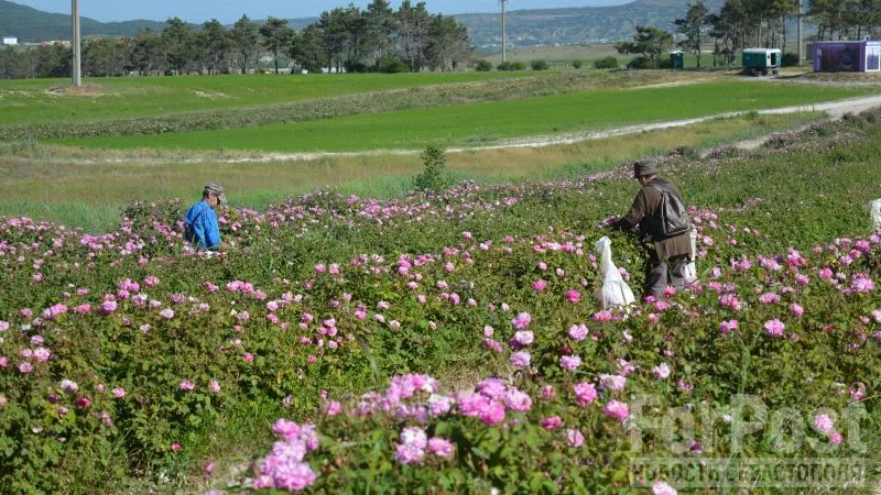 В Крыму выращивают сорта розы «Радуга» и «Лань пионовидная».