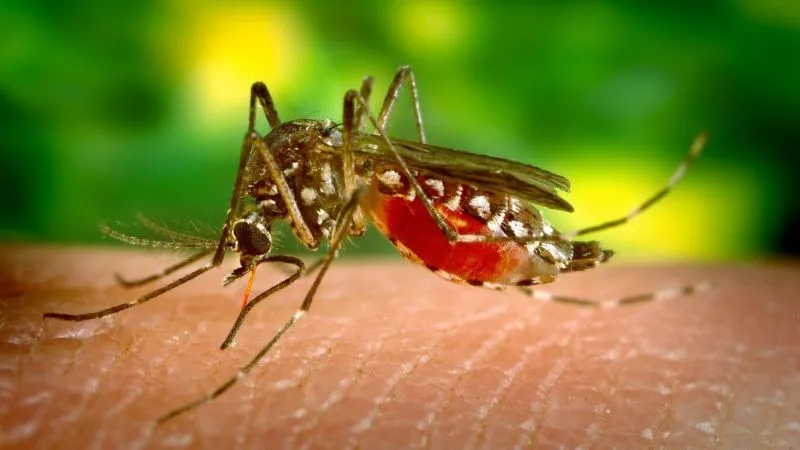 Крым является потенциально-опасной зоной по малярии. 