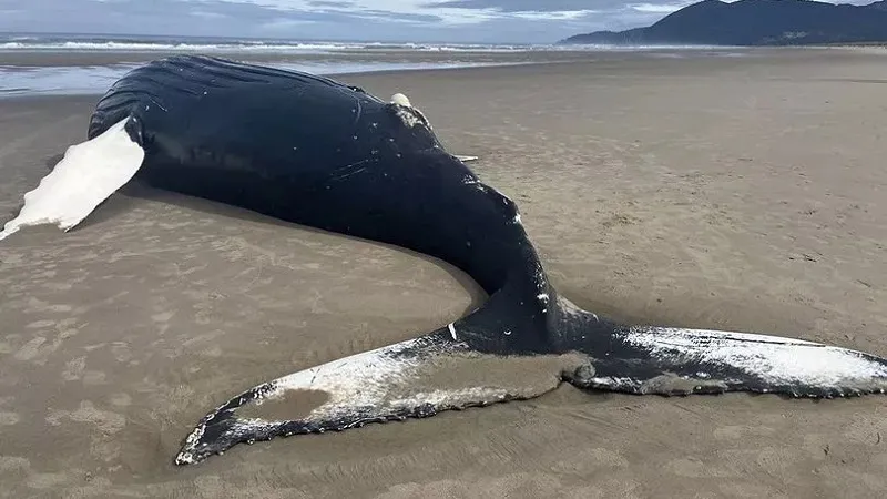 Туша выброшенного кита