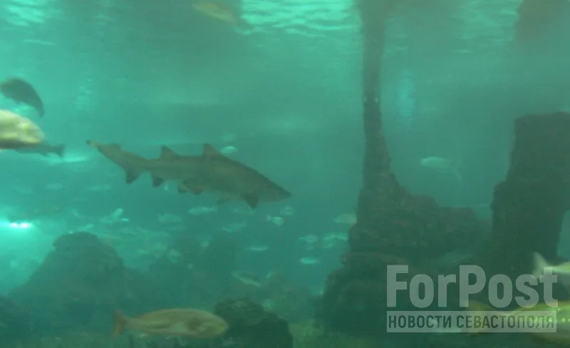 Бассейн с акулами в Ялте планируют сделать самым большим в России.
