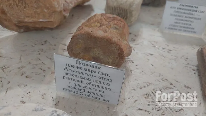 Позвонок плезиозавра десять лет экспонируется в музее посёлка Зуя.