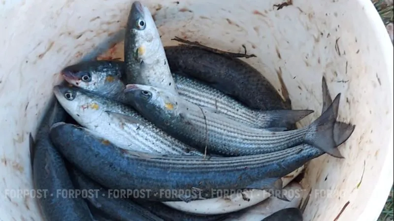Рыбный промысел в Чёрном и Азовском морях имеет важное социальное значение. 