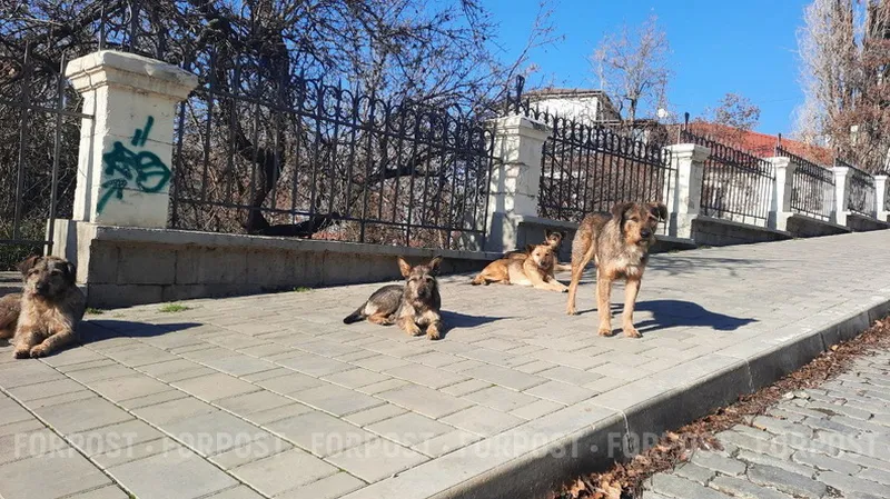 Своры бродячих собак отпугивают с городских улиц в Крыму других диких животных. 