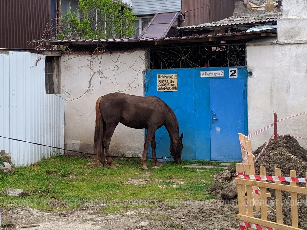 В Севастополе запрещены конные прогулки без согласия с госадминистрацией
