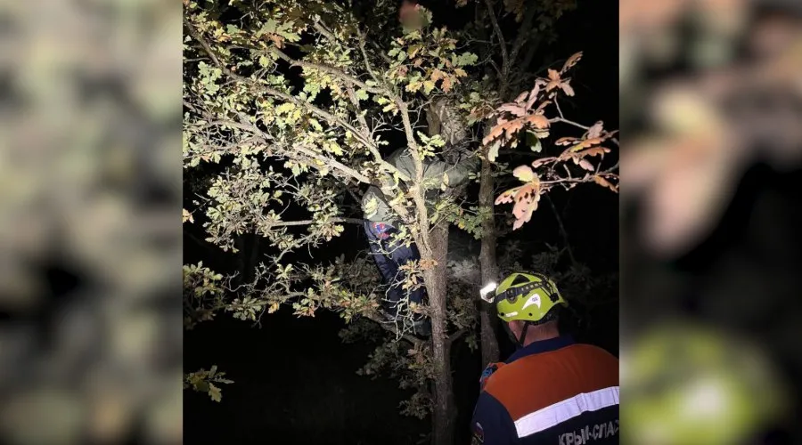 Два крымских подростка спаслись от кабанов на высоком дереве.