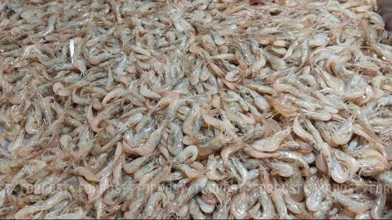 Промысловые запасы креветки в Азовском море увеличились в 3,5 раза за последние 5 лет.