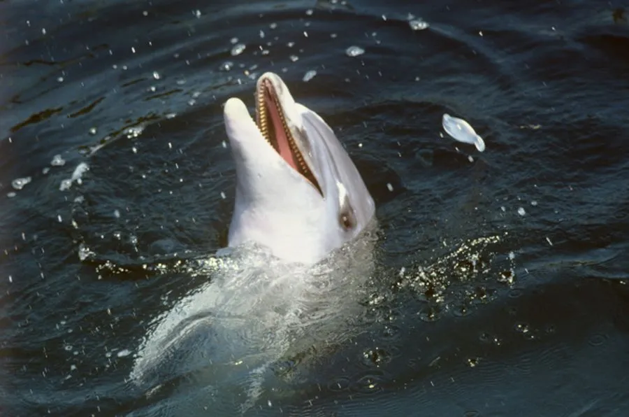 Дельфин, спасённый в бухте Севастополя, может погибнуть