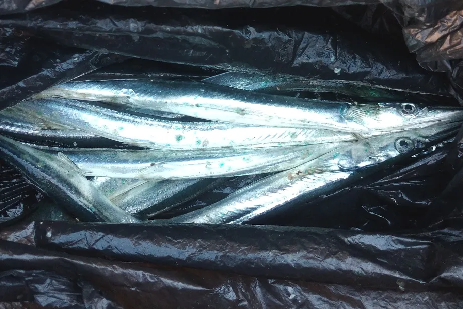 В Балаклаве поймали рыбака-живодера