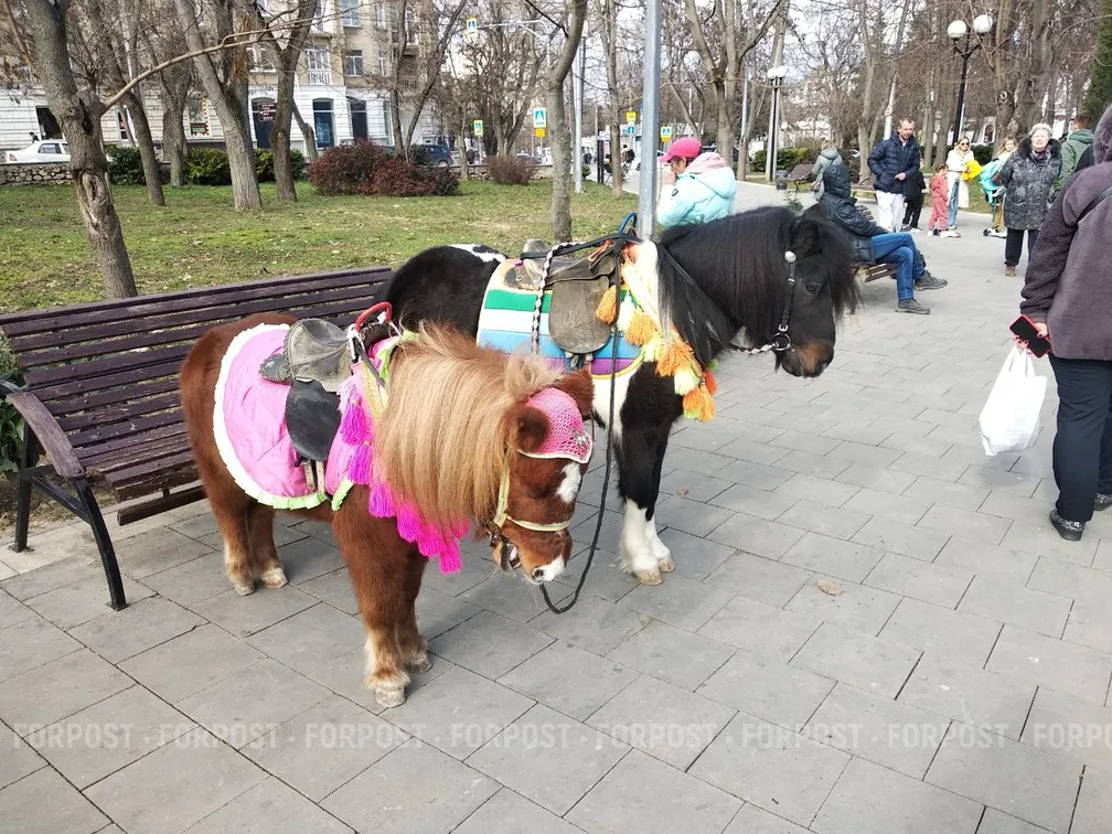 Чьи вы, пони, станете?