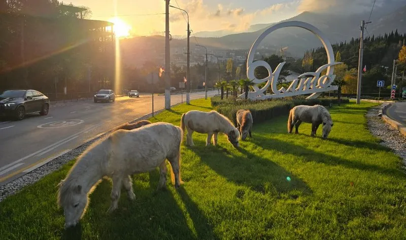 Владельца загулявших питомцев в Ялте нашли быстро.