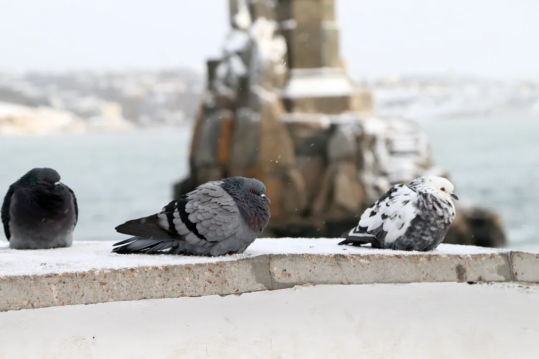 Севастополь прогнал мороз: будет сухо и тепло