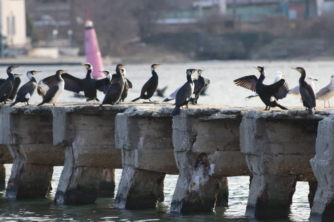 В Севастополе объявлено штормовое предупреждение