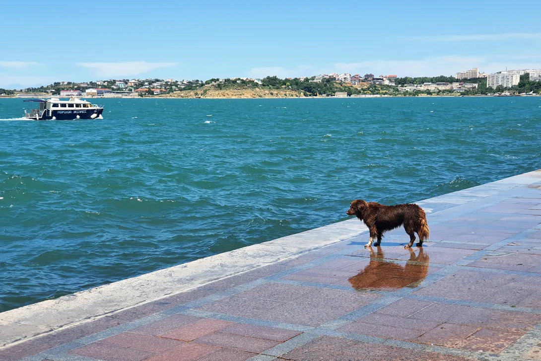 В Севастополе живёт единственная в Крыму собака-терапевт